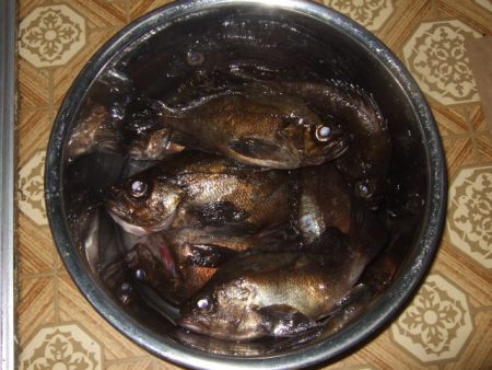 バチ抜けメバル