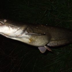 久々の水面爆発