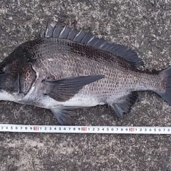 チヌ落とし込み/43cm以下計4枚GET