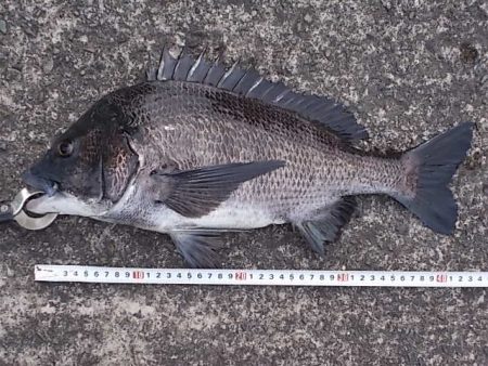 チヌ落とし込み/43cm以下計4枚GET