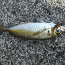 チヌをもとめて