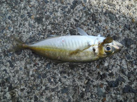 チヌをもとめて