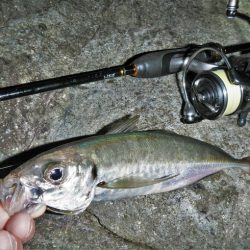 久々のアジング