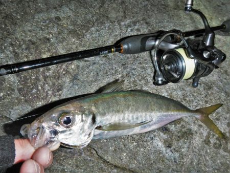 久々のアジング