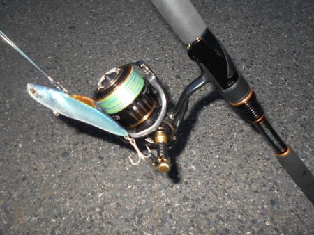 またテクトロでチビ1匹だけ…(南港周辺シーバス釣行)