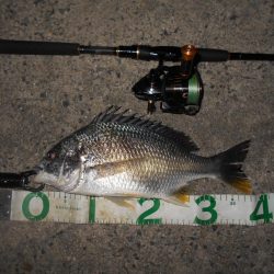 テトラ際のチヌ＆キビレが好調(淀川釣行)