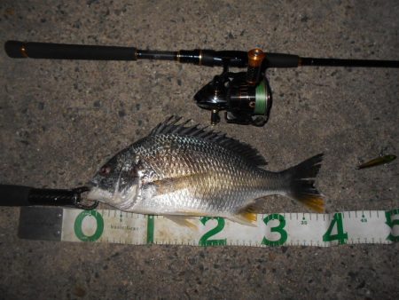 テトラ際のチヌ＆キビレが好調(淀川釣行)