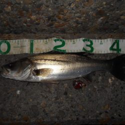 苦戦のバチ？パターン…(堺周辺シーバス釣行)