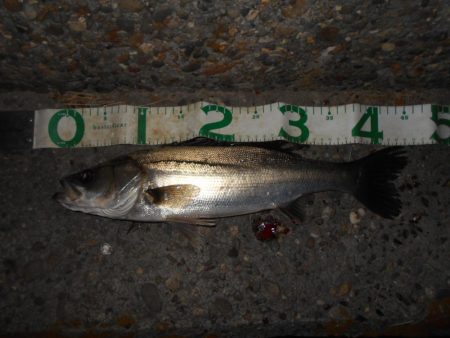 苦戦のバチ？パターン…(堺周辺シーバス釣行)