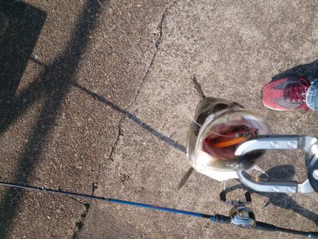 今年も停泊船ゲ―ム開幕だよ