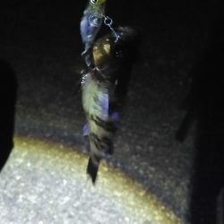 メバルプラッキング