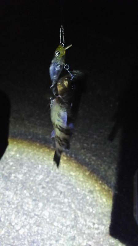 メバルプラッキング