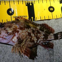 仕事終わりメバリング