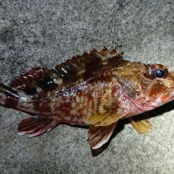 仕事終わりメバリング