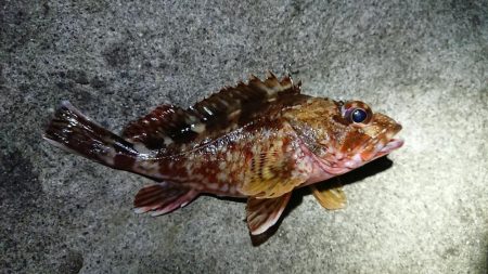 仕事終わりメバリング