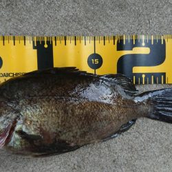 朝マズメメバリング