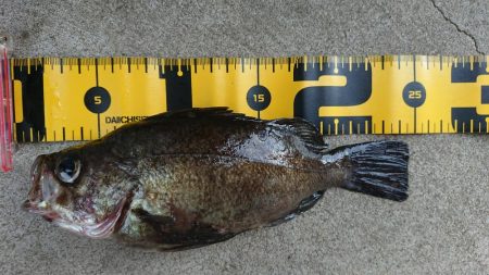 朝マズメメバリング