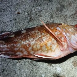 夕マズメメバリング