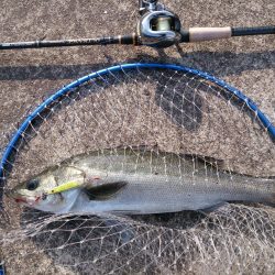 結局、岸壁にきました。