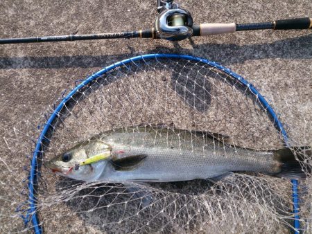 結局、岸壁にきました。