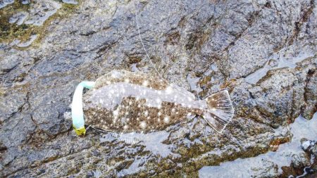 ヒラメ、メバル