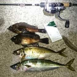 やっぱり 居ったか。