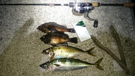 やっぱり 居ったか。