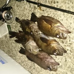 メバルですね～