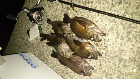 メバルですね～