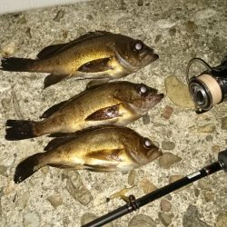 今日~は フロートメバル