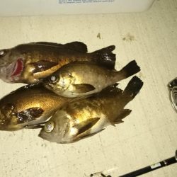 また、メバルを狙ってしまった。