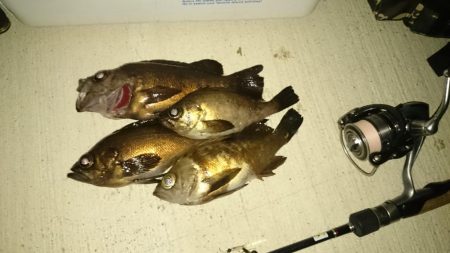 また、メバルを狙ってしまった。