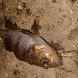 爆風メバルプラッキング