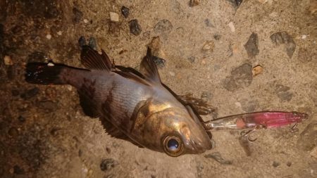 爆風メバルプラッキング