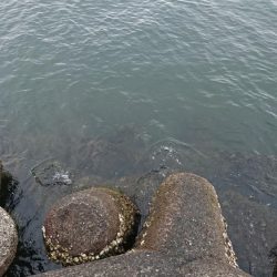 ボラばっかり。