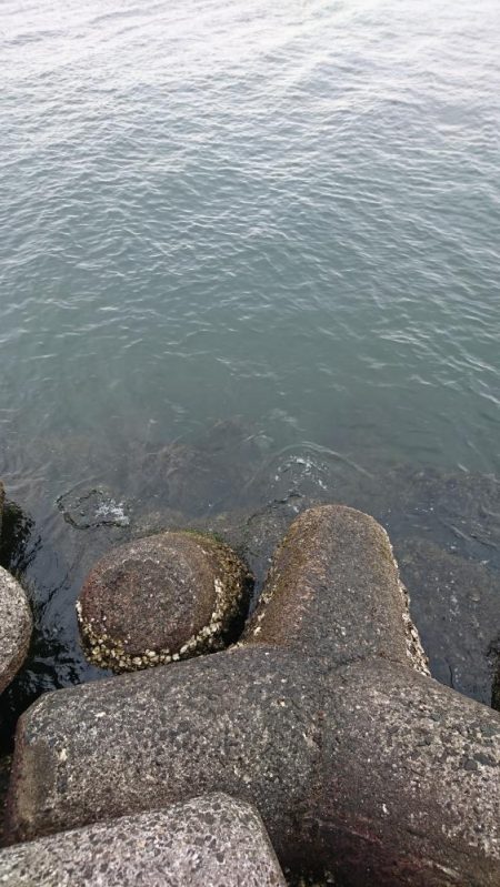 ボラばっかり。