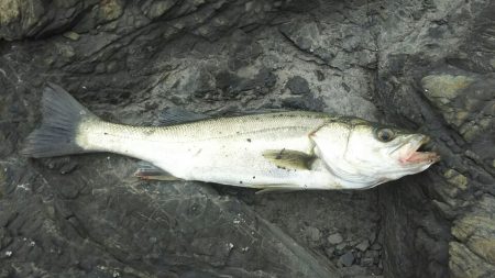 シーバス調査～門司少年自然の家前(地磯）