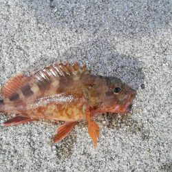 桜が散ってしまった。