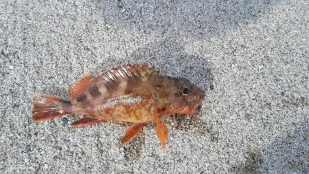 桜が散ってしまった。