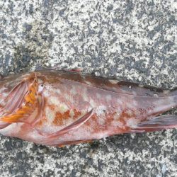 カサゴカサゴカサゴカサゴ