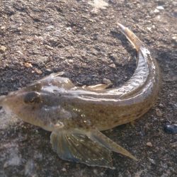 本命のタケノコメバル！