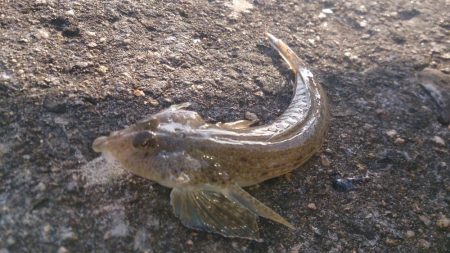 本命のタケノコメバル！