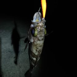 久しぶりの釣行