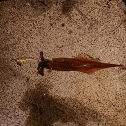 乗っ込みチヌつり