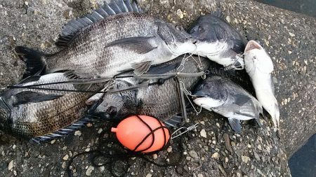 乗っ込みチヌつり