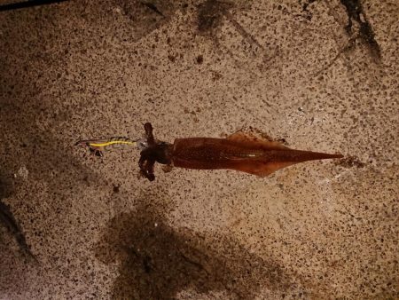 今期初の満足できた釣り