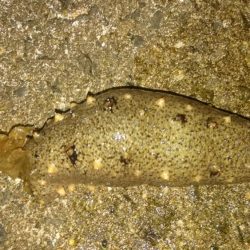 シーバスっぽい◯◯◯