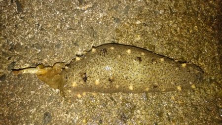 シーバスっぽい◯◯◯