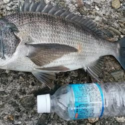 チヌのフカセ釣り