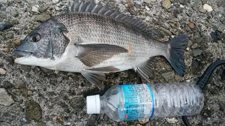 チヌのフカセ釣り